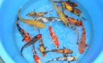 Mix collection from Otsuka Koi Farm.