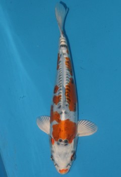 Kawabata-440 A