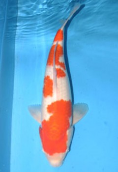 Miya-423 A