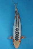 OYAJI-402 A