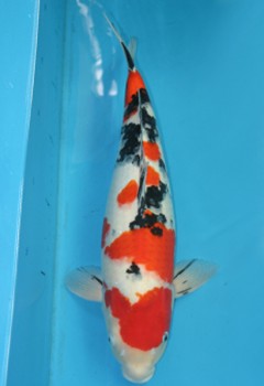 Oyaji-479 A