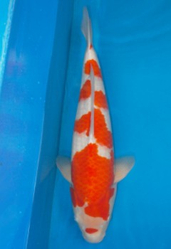 Saito-503 A
